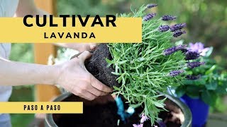 Cómo cultivar lavanda  Jardinería [upl. by Denbrook872]