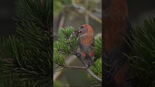 crossbill Loxia curvirostra [upl. by Boleyn]