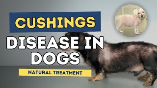 Cushings Disease in Dogs Natural Treatment [upl. by Yrrot583]