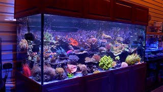 The 500 Gallon Reef Aquarium of Cris Capp  AquaticArt Inc [upl. by Yeldnarb]