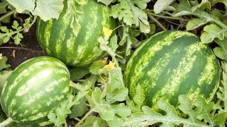 How to Grow Melons at Home [upl. by Edmunda]