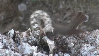 Iranian spidertailed viper tricks bird [upl. by Quarta791]