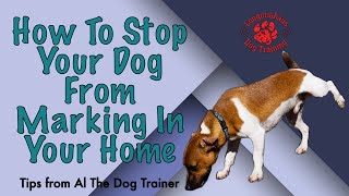 How To Stop Your Dog From Marking In Your Home  Tips From Al The Dog Trainer [upl. by Kreiker43]