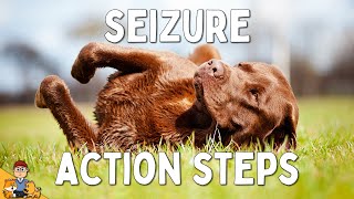 What to Do When Your Dog has a Seizure [upl. by Seyah]