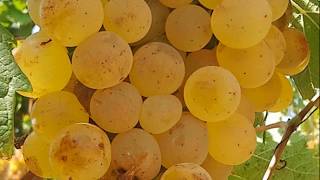 Fare il vino Vinificazione del bianco Chardonnay Sardegna [upl. by Caswell605]