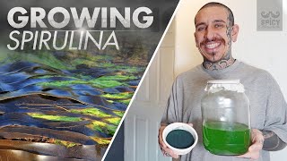 How to Grow your own Algae at Home  Spirulina [upl. by Elgar644]