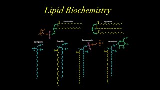 Lipid Biochemistry EVERYTHING YOU NEED TO KNOW MCAT glycerol phospholipid sphingosine ceramide [upl. by Letsou704]