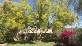 Desert Museum Palo Verde [upl. by Hooge]