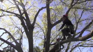 Large Tree Pruning [upl. by Ativak]