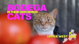 Bodega Cats In Their Own Words Oliver of the Upper West Side [upl. by Mariken]