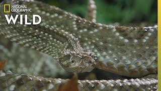 The Cascabel Rattlesnake  Worlds Deadliest Snakes [upl. by Nemlaz]