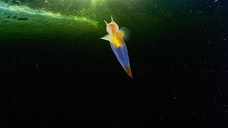 Rare Sea Angel Spotted Off Russian Coast [upl. by Felizio925]