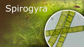 Aquarium Under a Microscope Spirogyra [upl. by Rento]