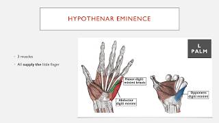 Muscles of the Hypothenar Eminence in 1 Minute [upl. by Hareemas]