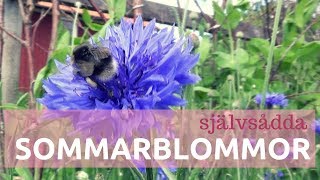 Självsådda sommarblommor [upl. by Niamart]