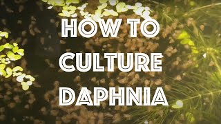 How To Culture Daphnia Magna [upl. by Ellehcar]