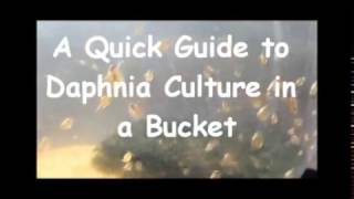 How to culture daphnia outside [upl. by Arnie]