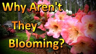 Why arent My Flowers Blooming Gardening Tips and Ideas [upl. by Mulderig]