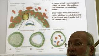 General embryology 16 Trophoblastic changes during the 3rd week  by Dr Wahdan [upl. by Sivrep]