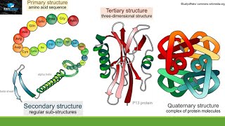 Structure And Function Of Proteins [upl. by Yrhcaz285]