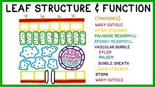 Leaf Structure and Function [upl. by Beare]