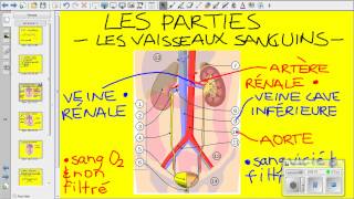 Vidéo système urinaire [upl. by Mesics]