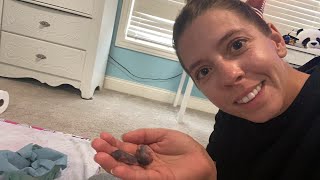 How to keep baby mice alivefirst feeding HELP [upl. by Hanah705]