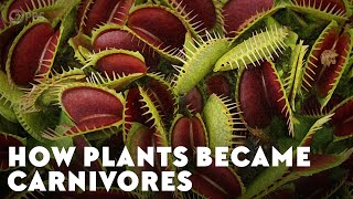 How Plants Became Carnivores [upl. by Atterahs]