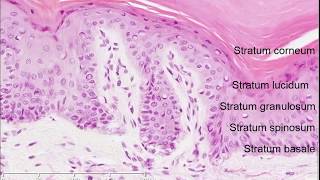 Histology of the Skin [upl. by Teresa]