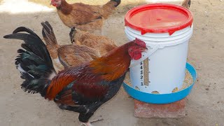 COMEDERO PARA GALLINAS 🐓  chicken feeder [upl. by Nageem]