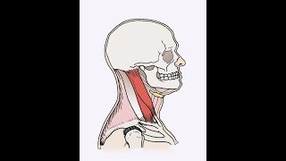 Sternocleidomastoid SCM exercise [upl. by Mihalco56]