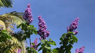 The Empress Tree Paulownia tomentosa [upl. by Annaitsirhc]