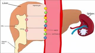 Hemoglobin BreakdownMetabolism [upl. by Ettereve]