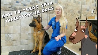 How to Treat Skin Infections in Dogs  Pyoderma [upl. by Avner422]