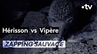 Hérisson VS Vipère  ZAPPING SAUVAGE [upl. by Urquhart]