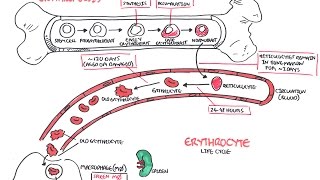 Haematology  Red Blood Cell Life Cycle [upl. by Sela]