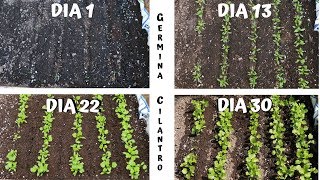 GERMINAR Y CULTIVAR CILANTRO EN CASA [upl. by Purity853]