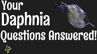 Daphnia Questions Answered [upl. by Arema]