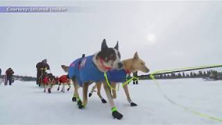 Iditarod 2018 Recap [upl. by Eugenides824]