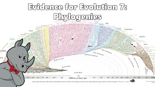 Evidence for Evolution  Phylogenetics [upl. by Rafe]