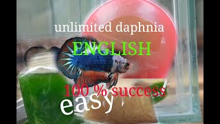 daphnia moina culture Easy way Unlimited production English  with sub Green water Chlorella [upl. by Bellaude]