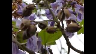 Princess Tree Paulownia tomentosa [upl. by Ewart]