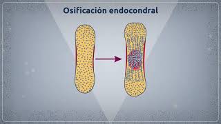 Osificación [upl. by Sidman]