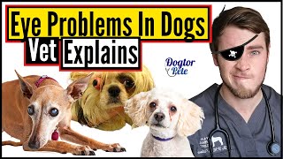 Top 10 Most Common Eye Conditions In Dogs  How To Treat Eye Infections In Dogs  Vet Explains [upl. by Neibaf959]