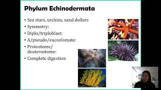 Phylum Echinodermata [upl. by Adamik]