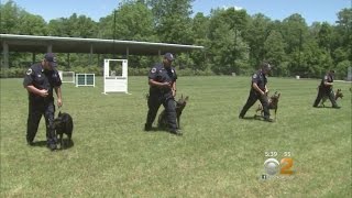 Inside The MTA’s K9 Training [upl. by Skippie574]