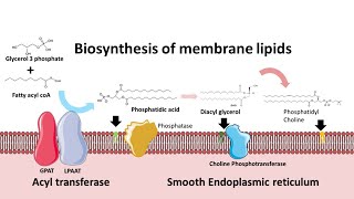 Biosynthesis of membrane phospholipids [upl. by Annek]