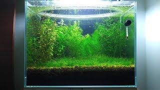 5 Months Update Baby Food Shrimplets Brine Shrimp Infusoria NO filter NO CO2 NO Ferts 5 Gallon [upl. by Leake48]