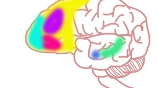 Your Brain on Social Anxiety Disorder [upl. by Hobard]