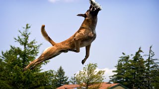 The Most Athletic Military Dogs Ever [upl. by Merill]